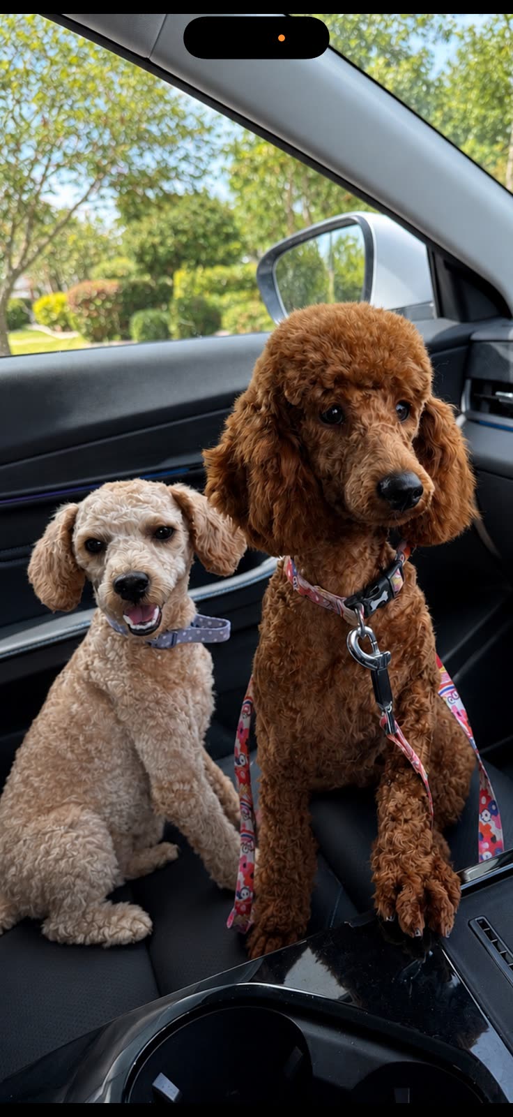 Two groomed poodles, one apricot and one red, sitting on the front seats of a car after their appointment