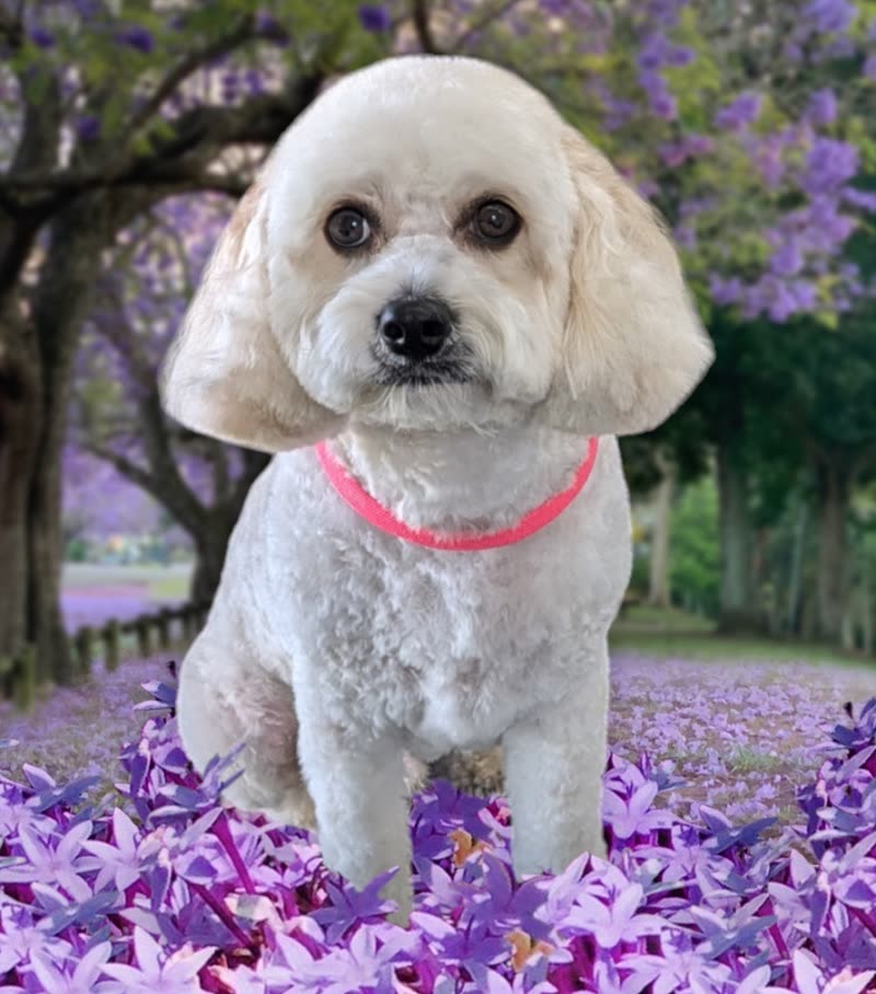 Cream bichon-type dog sitting outdoors among fallen purple blossom after a groom