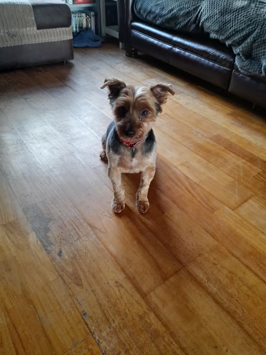Small Yorkshire terrier with a neat trim sitting on a wooden floor