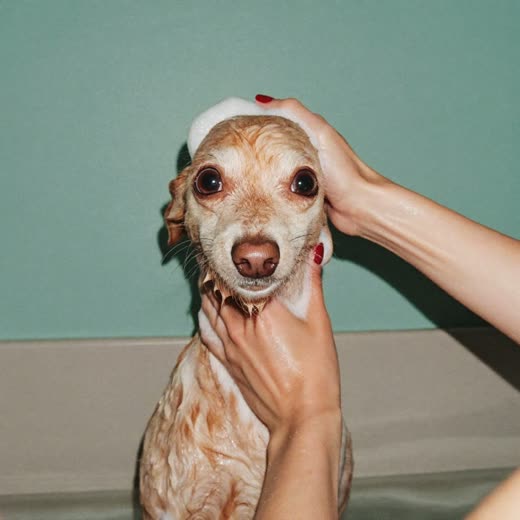 A small dog being bathed and lathered during a wash
