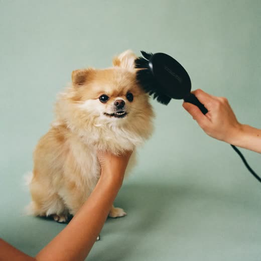 A small dog being brushed and dried after a wash